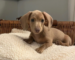 htuu