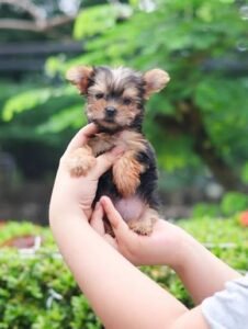 images (44)